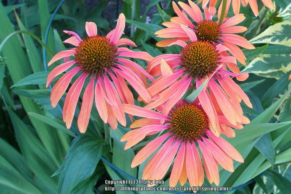 Photo of Coneflower (Echinacea 'Summer Sun') uploaded by springcolor