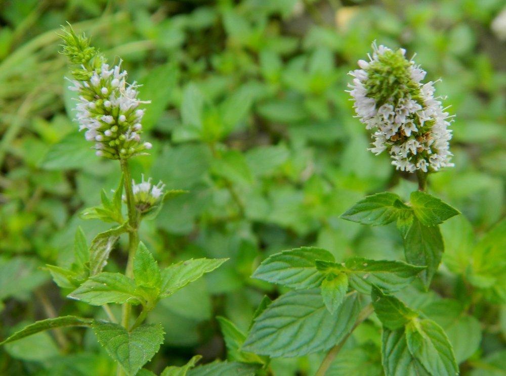 Photo of Peppermint (Mentha x piperita) uploaded by wildflowers
