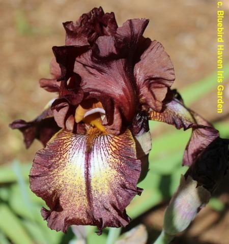 Photo of Tall Bearded Iris (Iris 'Lady Fire') uploaded by Calif_Sue