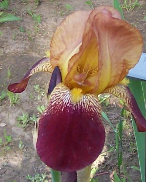 Photo of Tall Bearded Iris (Iris 'King Tut') uploaded by Calif_Sue