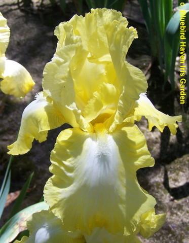 Photo of Tall Bearded Iris (Iris 'Lemon Brocade') uploaded by Calif_Sue