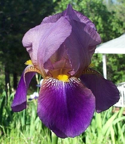 Photo of Tall Bearded Iris (Iris 'Lent A. Williamson') uploaded by Calif_Sue