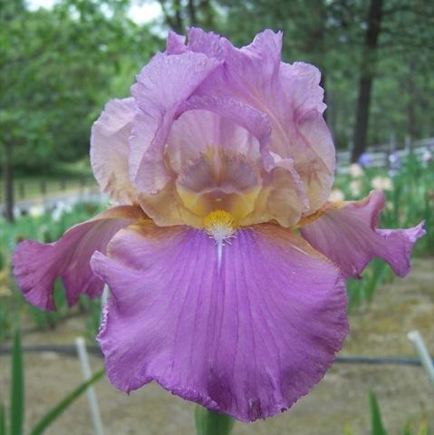 Photo of Tall Bearded Iris (Iris 'Laurie') uploaded by Calif_Sue