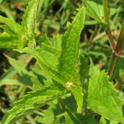 Location: Our Prairie to be, near Central Iowa
Date: 2015-08-16
Leaves and stem