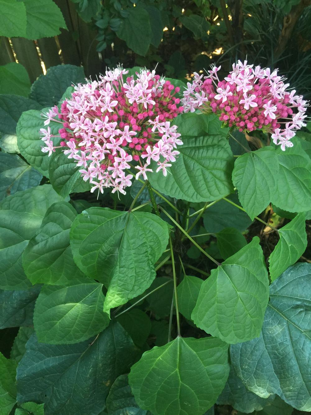Photo of Cashmere Bouquet (Clerodendrum bungei) uploaded by Jimandjenny