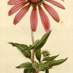 
Date: 2013-02-13
Echinacea serotina The botanical cabinet [C. Loddiges], vol. 16 (