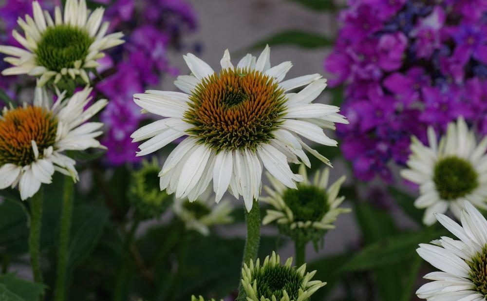 Photo of White Coneflower (Echinacea 'Fragrant Angel') uploaded by dirtdorphins