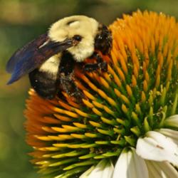 Location: My Garden, Utah
Date: 2015-07-27
featuring Bombus griseocollis #Pollination
