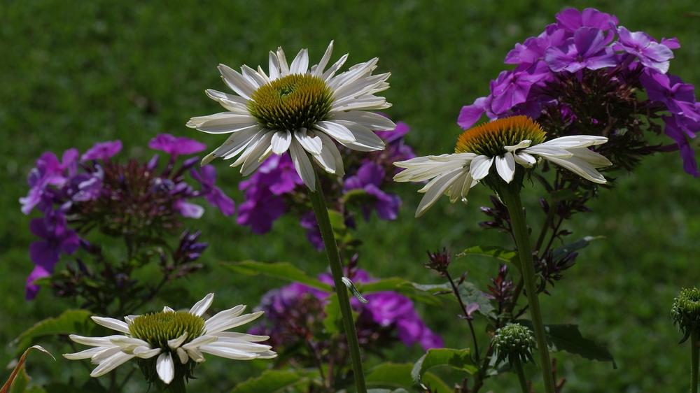 Photo of White Coneflower (Echinacea 'Fragrant Angel') uploaded by dirtdorphins