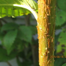Location: My property Indiana
Date: 2015-08-16
The spring older Twig in August