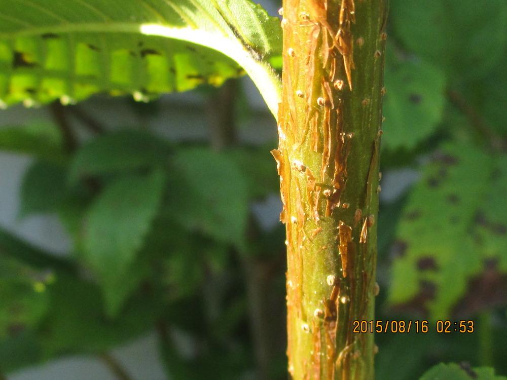 Photo of Slippery Elm (Ulmus rubra) uploaded by jimard8