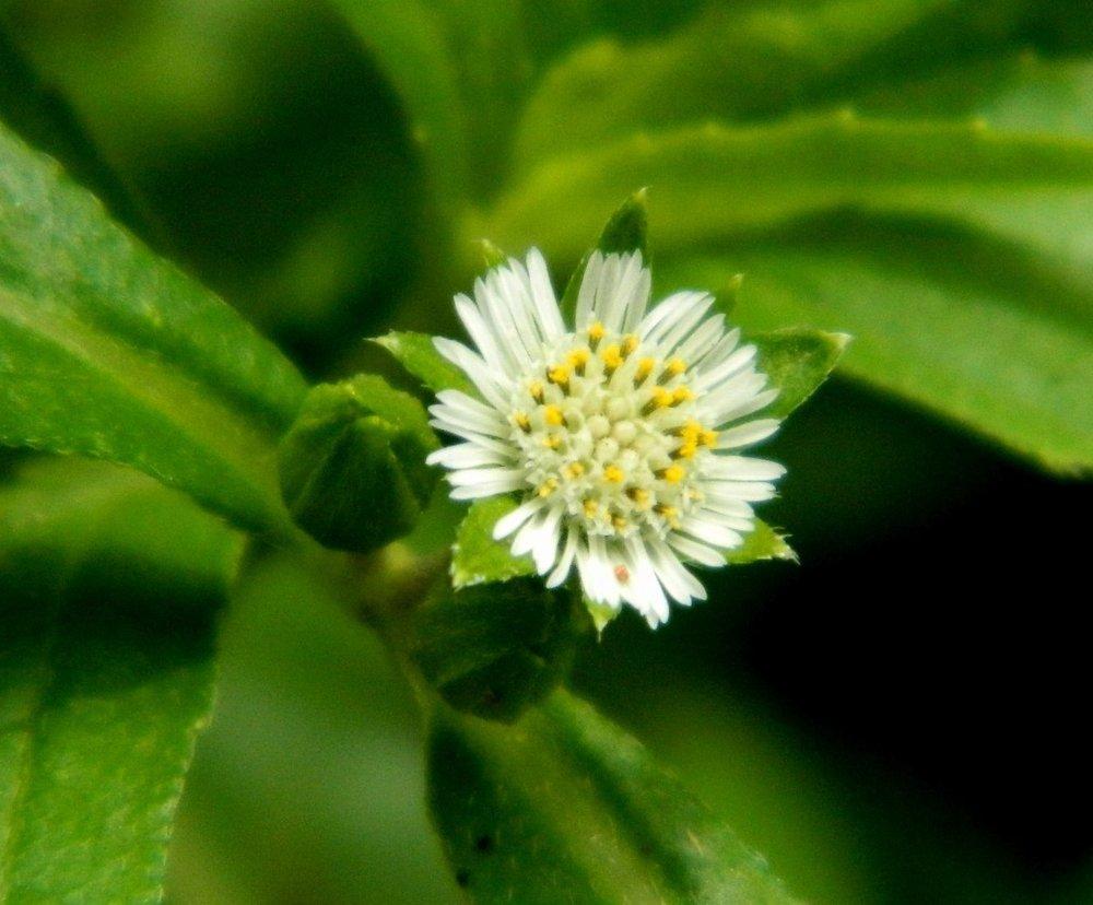 Photo of False Daisy (Eclipta prostrata) uploaded by wildflowers