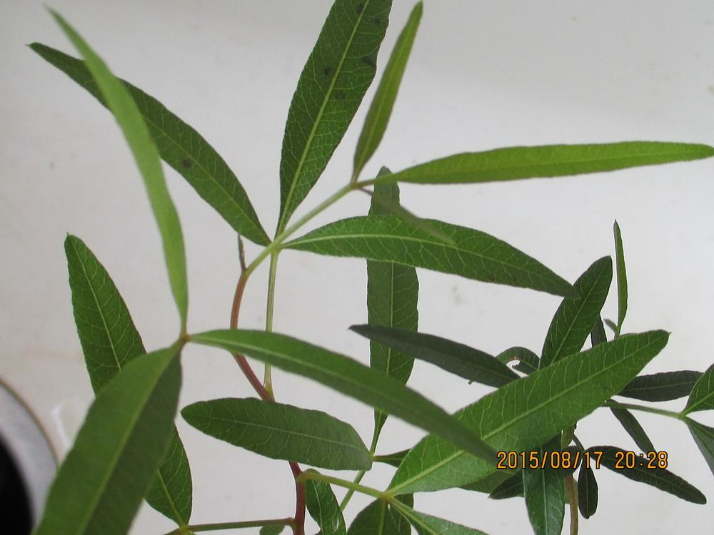 Photo of African Sumac (Searsia lancea) uploaded by jimard8