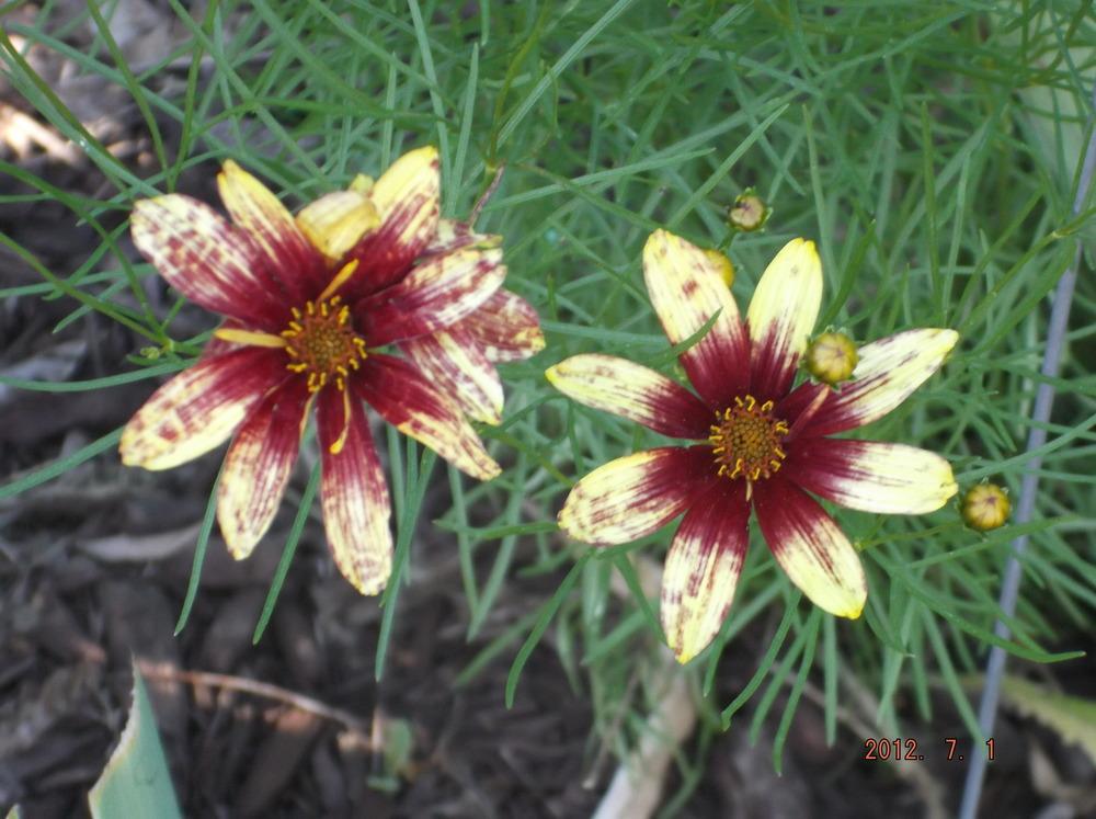 Photo of Threadleaf Coreopsis (Coreopsis Cruizin'™ Route 66) uploaded by linjarvis