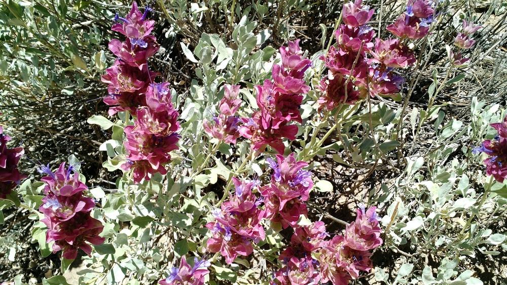 Photo of Giant Flowered Purple Sage (Salvia pachyphylla) uploaded by pbshiroma