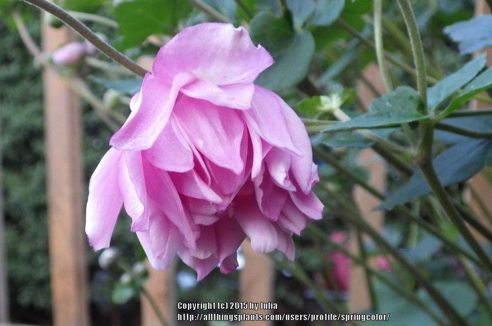 Photo of Japanese Anemone (Eriocapitella hupehensis 'Party Dress') uploaded by springcolor
