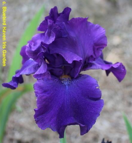 Photo of Tall Bearded Iris (Iris 'Lord Jeff') uploaded by Calif_Sue