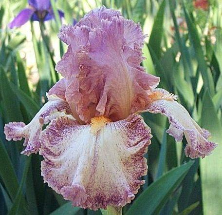 Photo of Tall Bearded Iris (Iris 'Lovebird') uploaded by Calif_Sue