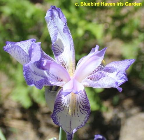 Photo of Border Bearded Iris (Iris 'Little Freak') uploaded by Calif_Sue