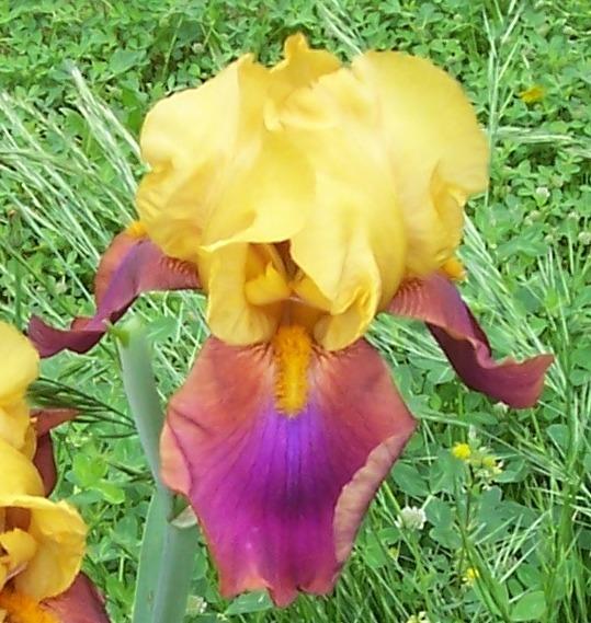 Photo of Tall Bearded Iris (Iris 'Louder Still') uploaded by Calif_Sue