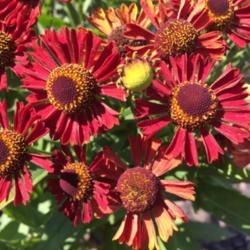 Location: Ken's Garden, Intercourse, PA, soon to be planted in My garden, central NJ, Zone 7A
Date: 8/15/15
Helenium Mariachi Siesta