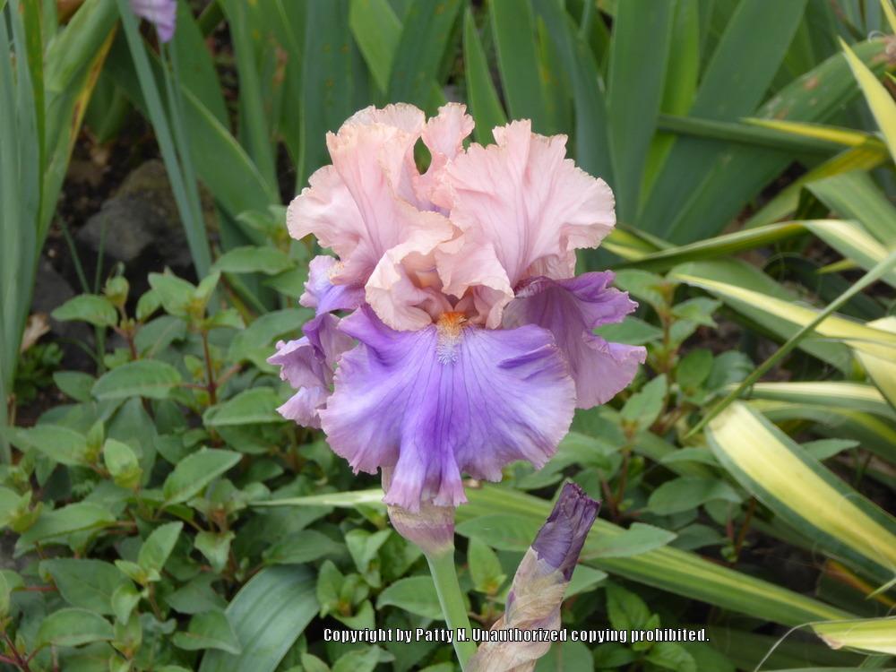 Photo of Tall Bearded Iris (Iris 'Florentine Silk') uploaded by Patty