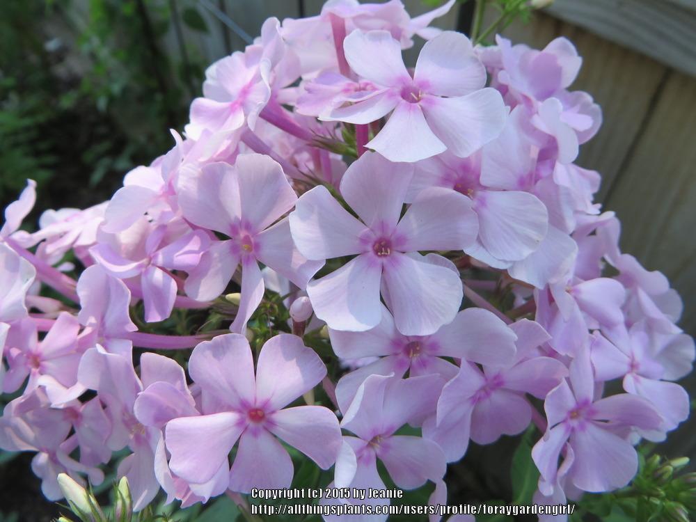 Photo of Garden Phlox (Phlox paniculata 'Thai Pink Jade') uploaded by foraygardengirl