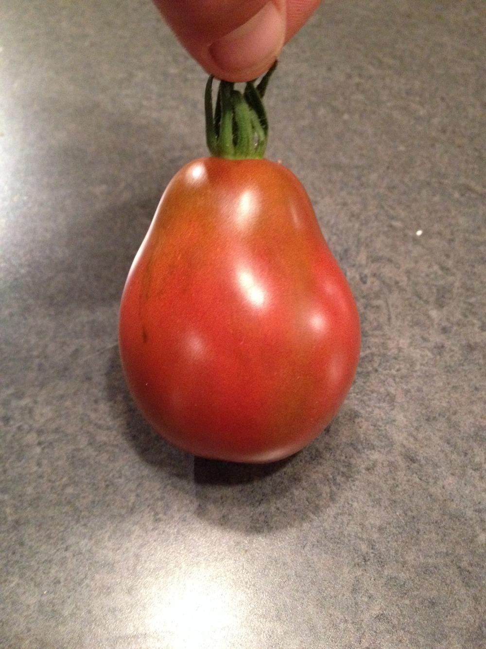 Photo of Tomato (Solanum lycopersicum 'Japanese Trifele Black') uploaded by Anderwood