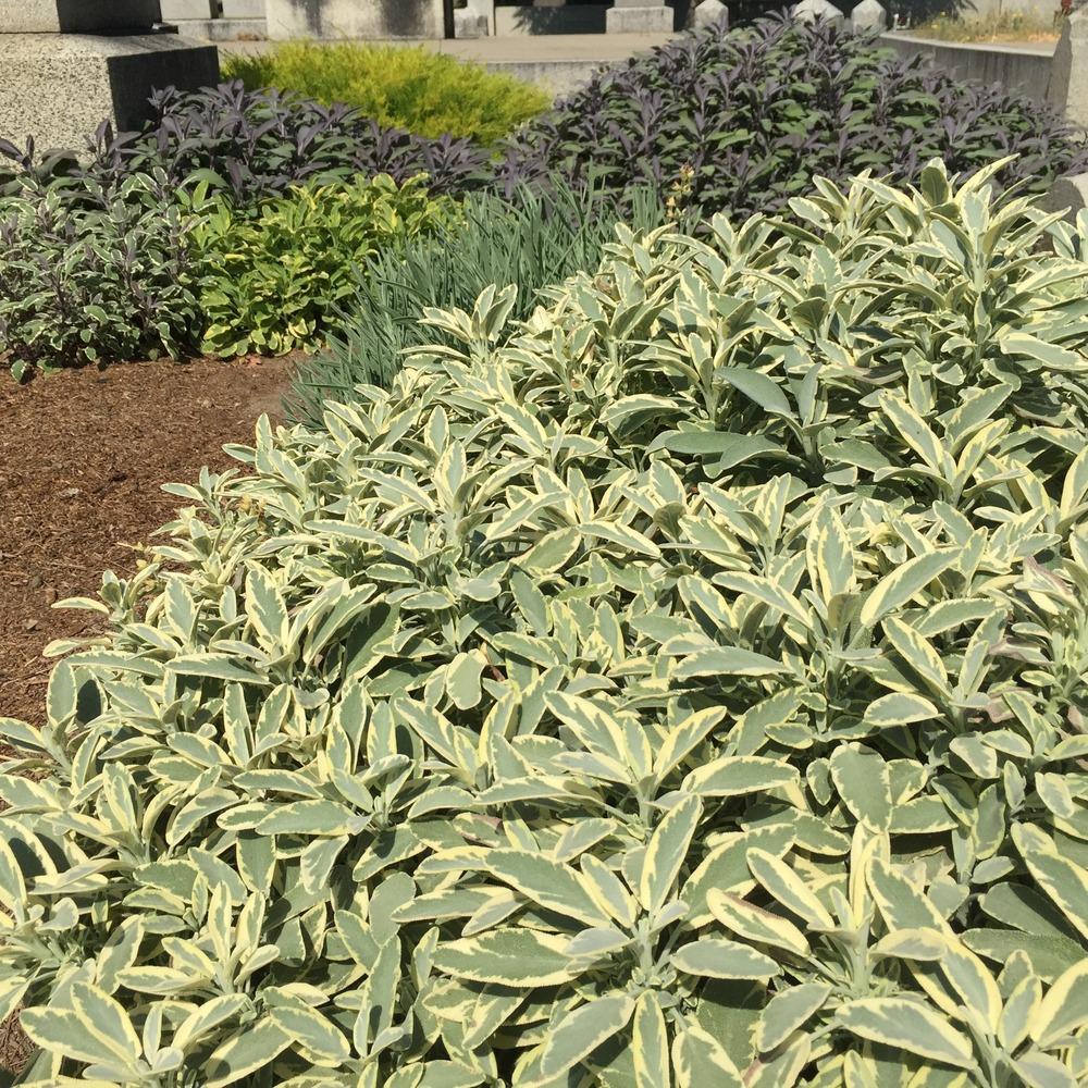 Photo of Sage (Salvia officinalis 'Berggarten Variegated') uploaded by HamiltonSquare