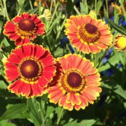 Location: Ken's Garden, Intrcourse, PA, soon to be planted in my garden, central NJ, Zone 7A
Date: 8/15/15
Helenium Mariachi Fuego