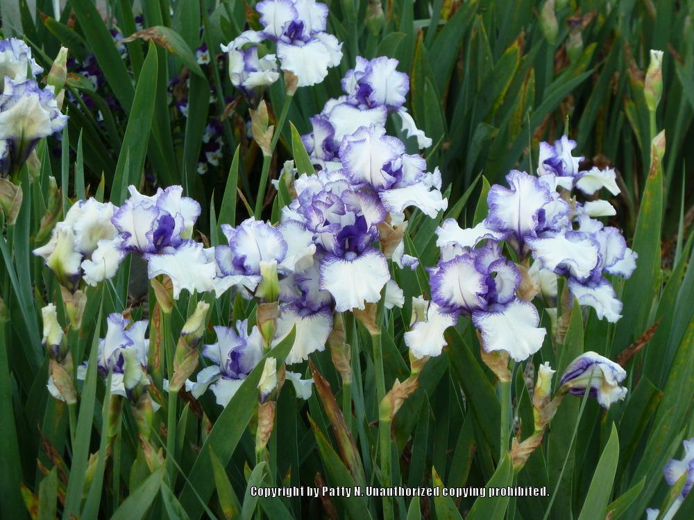 Photo of Border Bearded Iris (Iris 'Orinoco Flow') uploaded by Patty