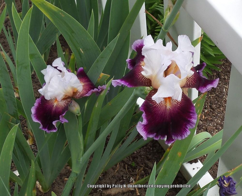 Photo of Tall Bearded Iris (Iris 'Care To Dance') uploaded by Patty