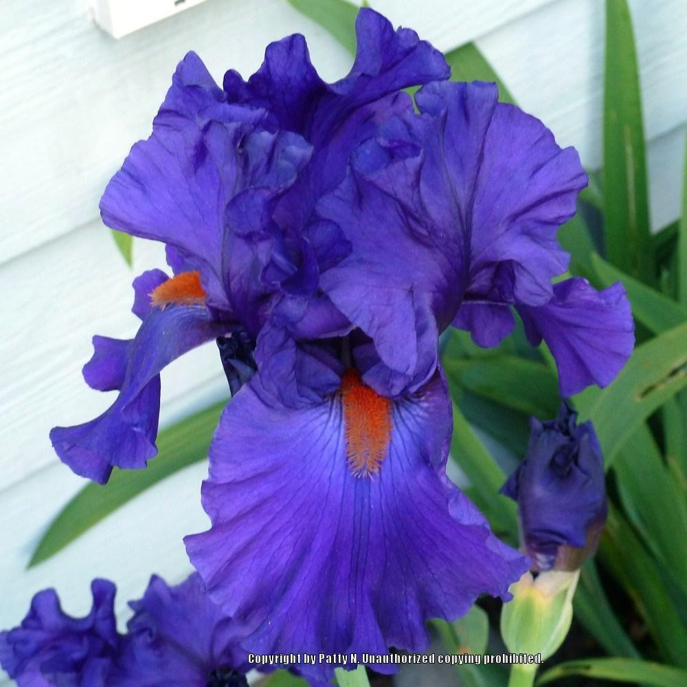 Photo of Tall Bearded Iris (Iris 'Paul Black') uploaded by Patty