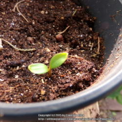 Location: Plano, TX
Date: 2015-08-19
Took 9 days to germinate in mid August.