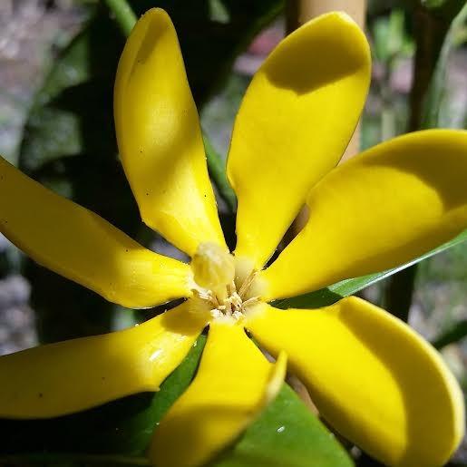 Photo of Golden Gardenia (Gardenia tubifera var. kula) uploaded by akatarina
