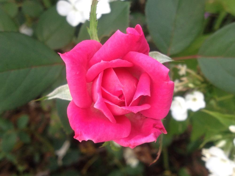 Photo of Rose (Rosa 'Pink Double Knock Out') uploaded by csandt