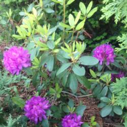 Location: 382 River Road, Pequea, PA 17565
Date: May 25, 2015
Rhododendron 'Lee's Dark Purple'