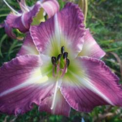 Location: Currie's Daylily Farm
Date: 2015-07-27