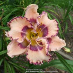 Location: My Garden
Date: 2015-08-19
Heavy bloomer, always opens good, love this one!