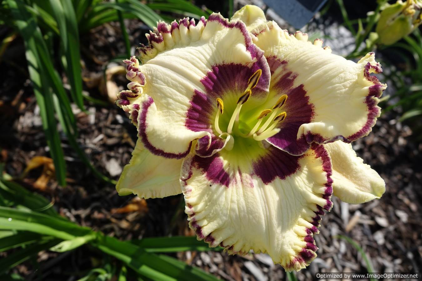 Photo of Daylily (Hemerocallis 'Your Place or Mine') uploaded by Calif_Sue