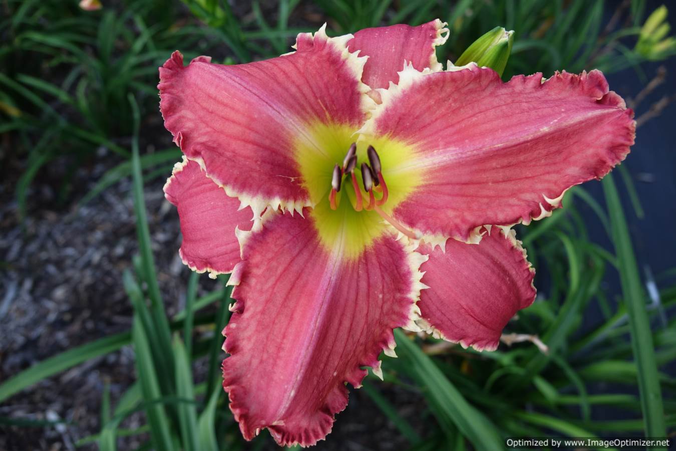 Photo of Daylily (Hemerocallis 'Tradition with a Twist') uploaded by Calif_Sue