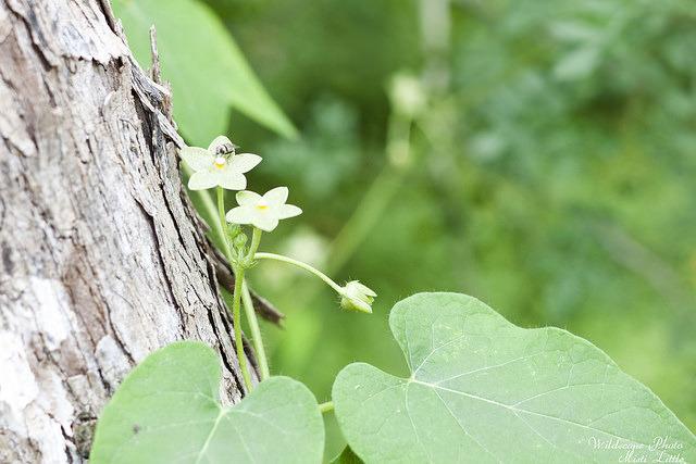 Photo of Pearl Milkweed Vine (Dictyanthus reticulatus) uploaded by Misti