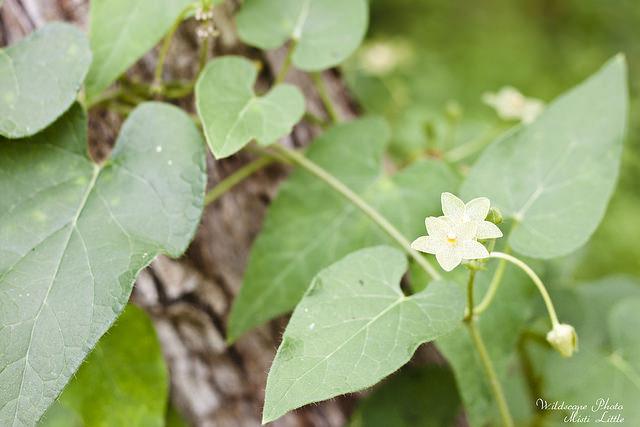 Photo of Pearl Milkweed Vine (Dictyanthus reticulatus) uploaded by Misti