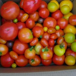 Location: Long Island, NY 
Date: 2015-08-18
A bunch of different types of tomatoes.