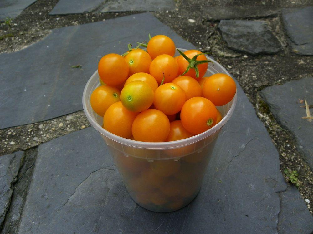 Photo of Tomato (Solanum lycopersicum 'SunSugar F1') uploaded by Newyorkrita