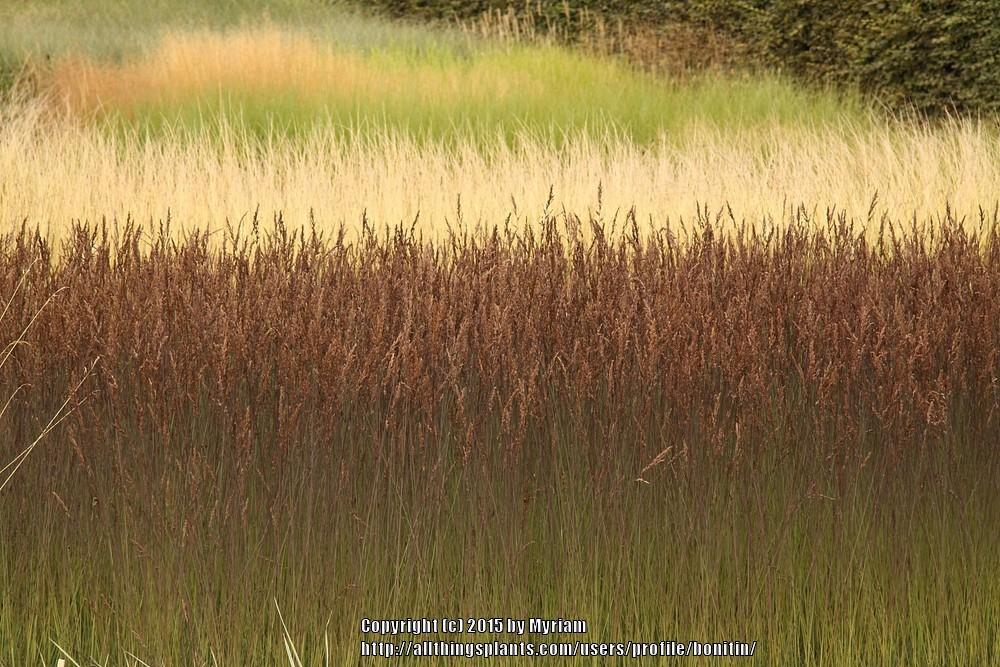 Photo of Purple Moor Grass (Molinia caerulea 'Edith Dudszus') uploaded by bonitin