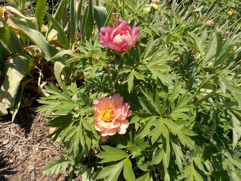 Photo of Itoh Peony (Paeonia 'Magical Mystery Tour') uploaded by kousa