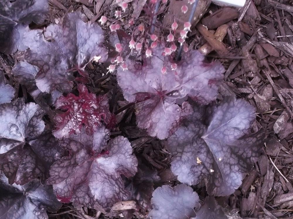 Photo of Coral Bells (Heuchera Dolce® Licorice) uploaded by linjarvis