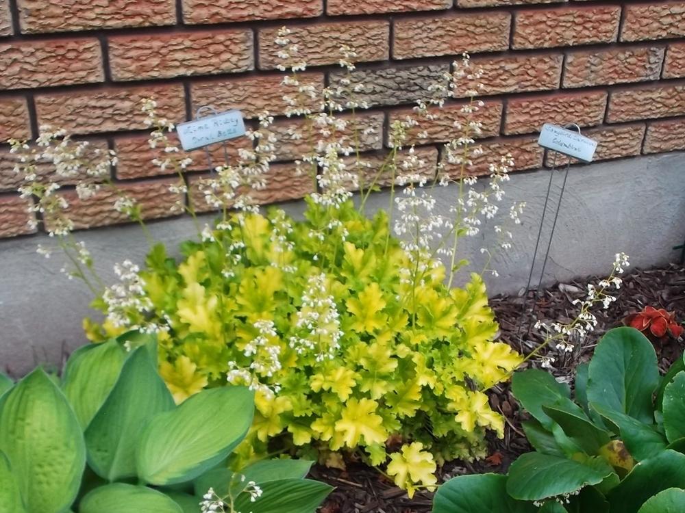 Photo of Coral Bells (Heuchera 'Lime Rickey') uploaded by linjarvis