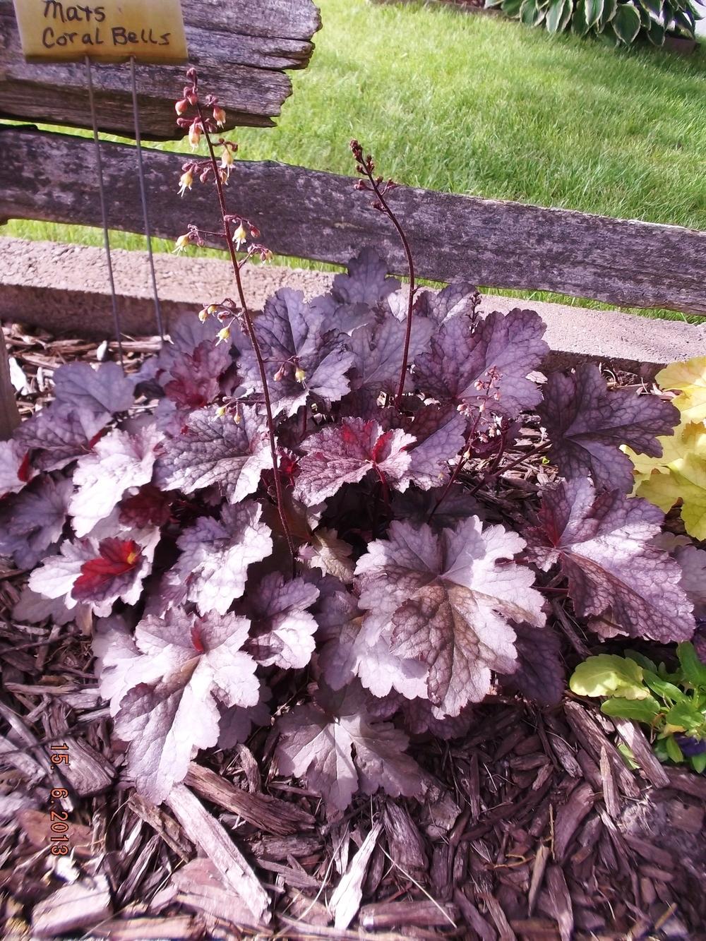 Photo of Coral Bells (Heuchera 'Mars') uploaded by linjarvis